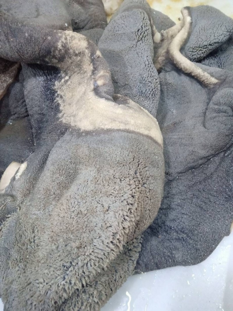 去油生牛肚去低油很干净需要的老板联系