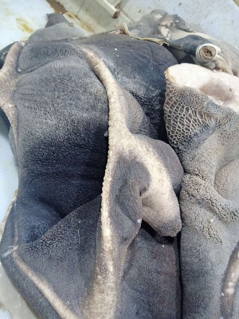 去油生牛肚去低油很干净需要的老板联系