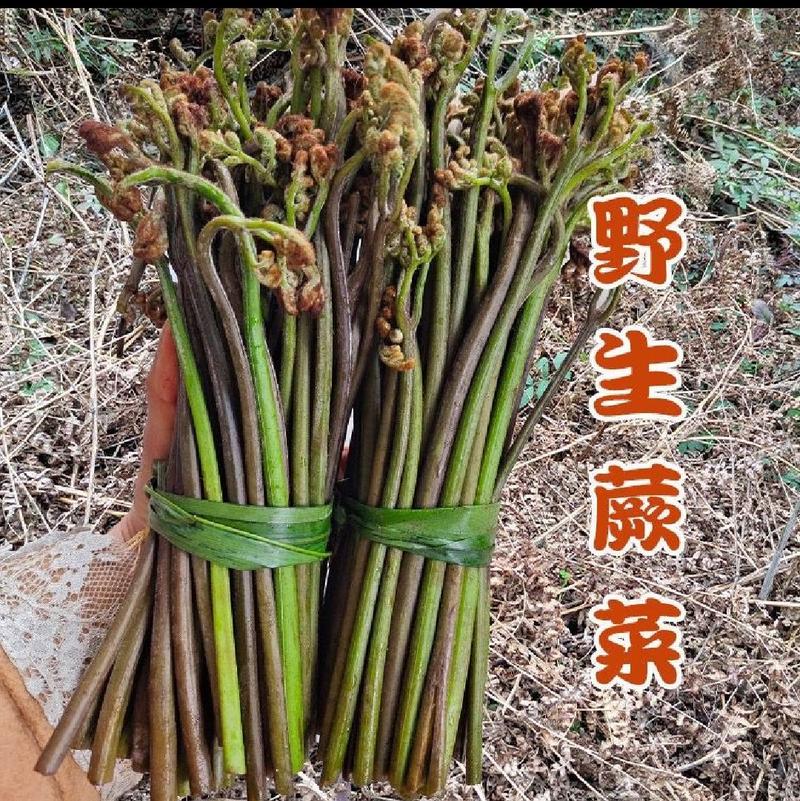 新鲜蕨菜云南特产当天发货量大从优保证新鲜