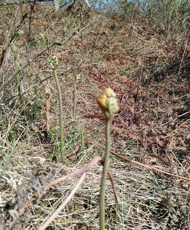 新鲜蕨菜云南特产当天发货量大从优保证新鲜