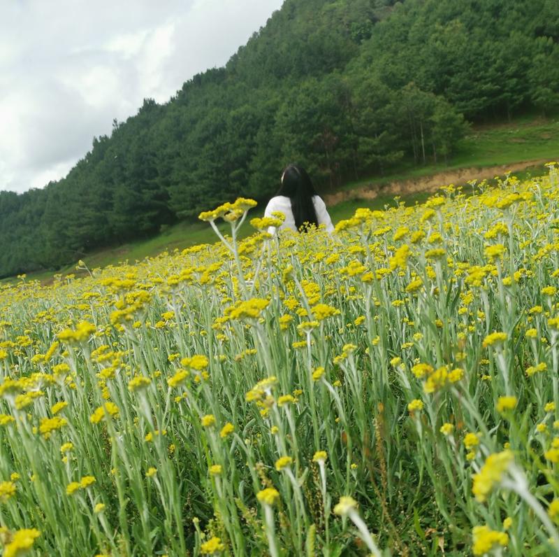 新鲜蕨菜云南特产当天发货量大从优保证新鲜