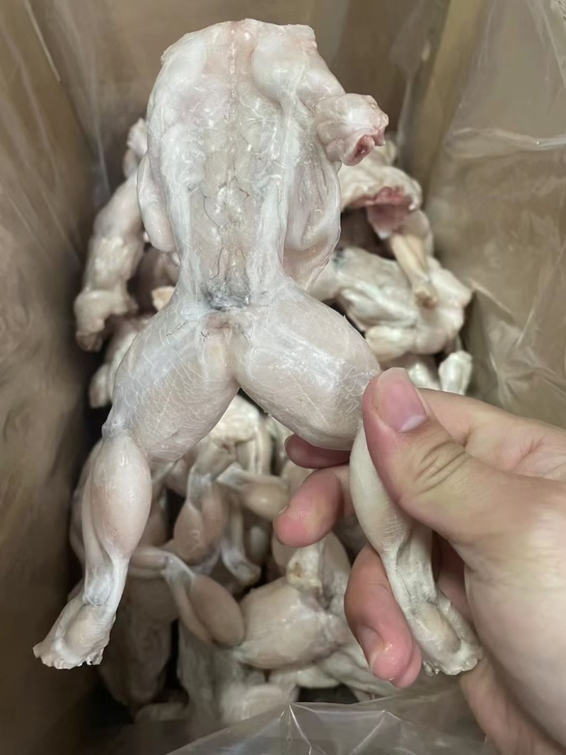 单冻牛蛙，活蛙加工，没有任何死蛙