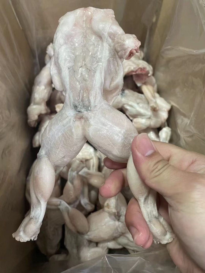 单冻牛蛙，活蛙加工，没有任何死蛙