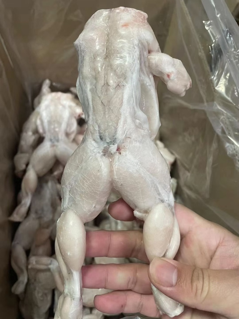 单冻牛蛙，活蛙加工，没有任何死蛙