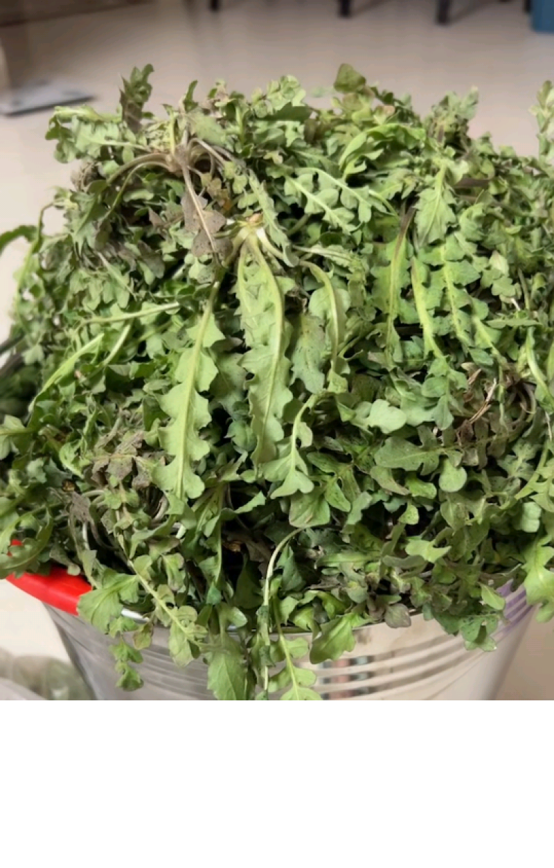 蒲公英野生新鲜采摘干货有货各种野菜品种齐全
