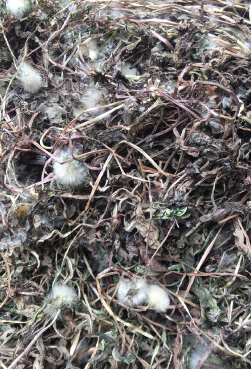 蒲公英野生新鲜采摘干货有货各种野菜品种齐全
