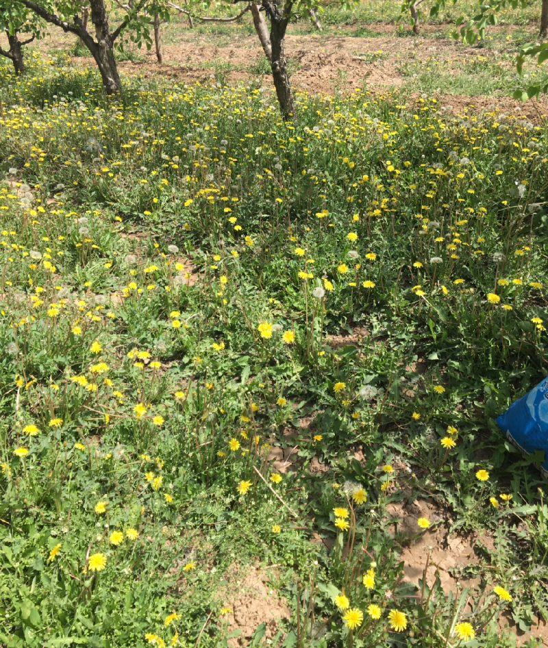 蒲公英野生新鲜采摘干货有货各种野菜品种齐全