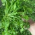 荠菜野生现挖现发3-5月11月有货长期有效