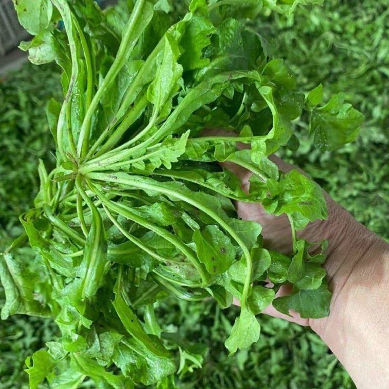 荠菜野生现挖现发3-5月11月有货长期有效