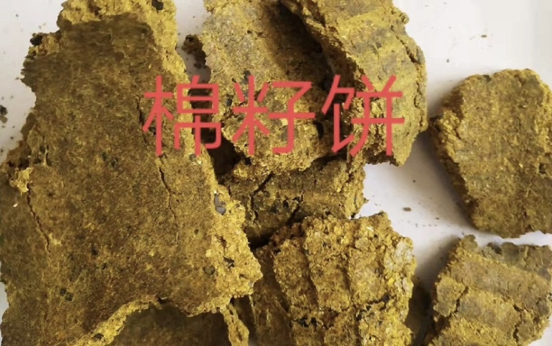 棉籽饼厂家现货棉籽饼棉籽粕牛羊好料棉籽粕棉饼