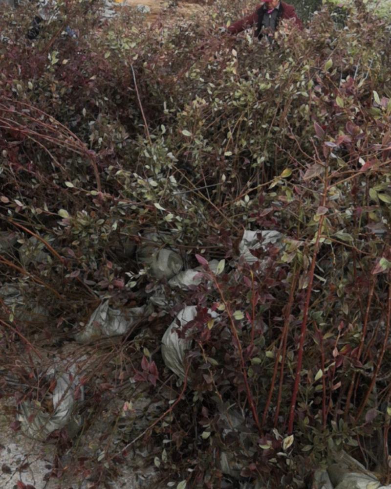 蓝莓苗80~100cm2年以上薄雾蓝莓树苗，南北方