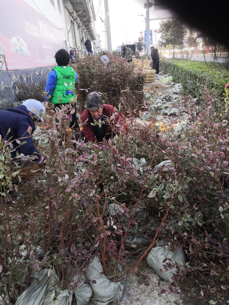 蓝莓苗80~100cm2年以上薄雾蓝莓树苗，南北方