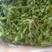 荠菜野生现挖现发3-5月11月有货长期有效