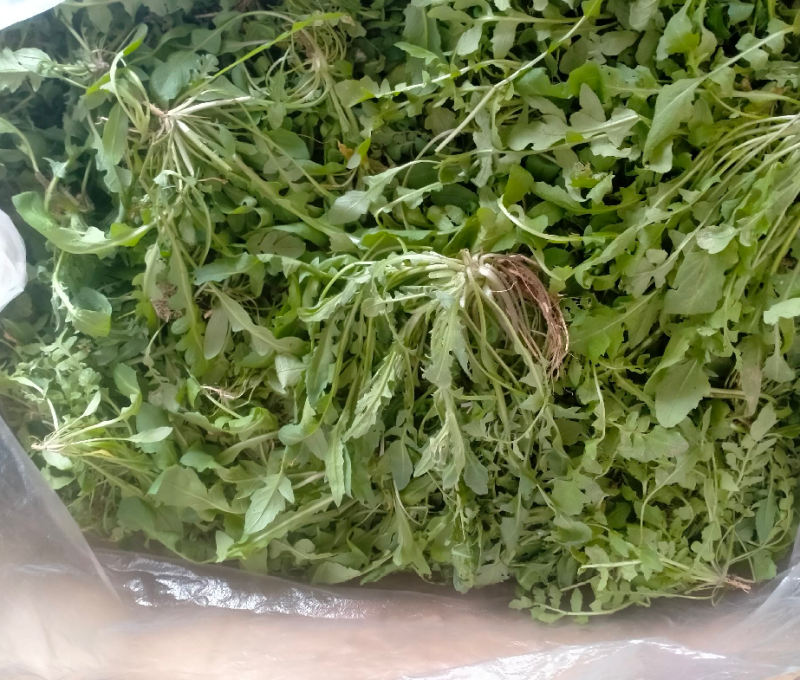 荠菜野生现挖现发3-5月11月有货长期有效