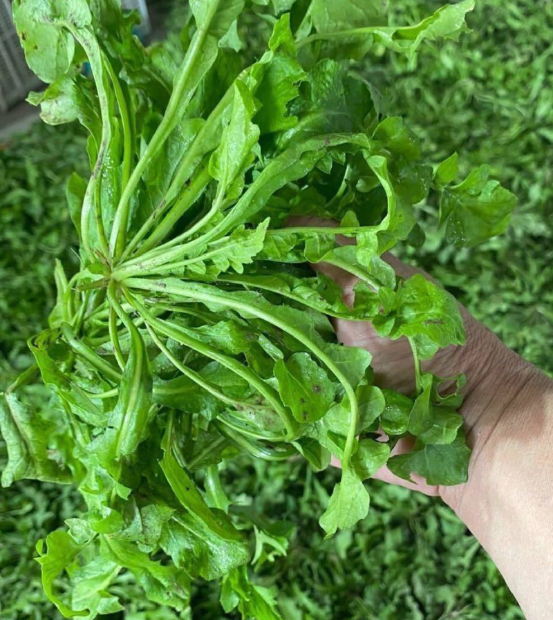 荠菜野生现挖现发3-5月11月有货长期有效