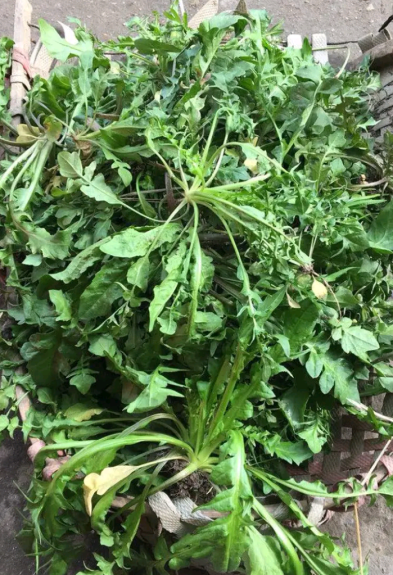 荠菜野生现挖现发3-5月11月有货长期有效