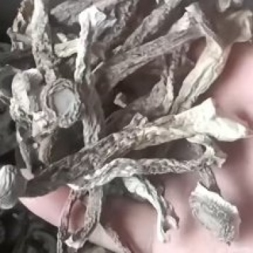直销鹿茸菇
