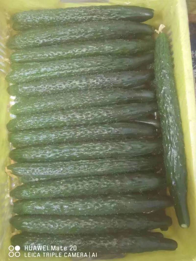 黄瓜