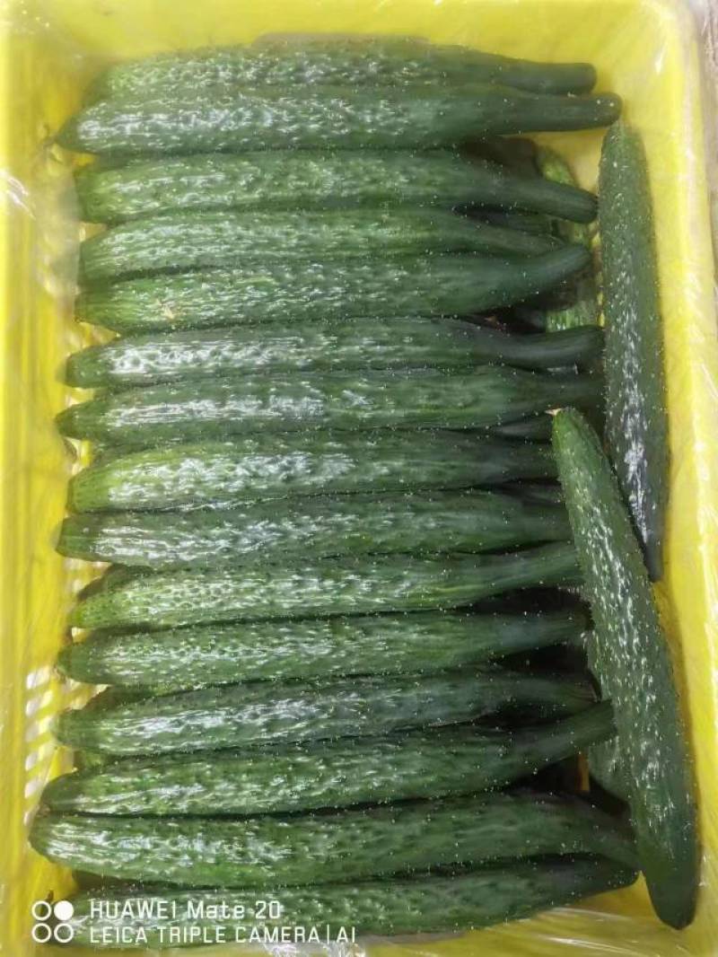 黄瓜