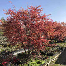 丛树红枫，五杆，四杆的红舞姬，中国红枫，三季红枫