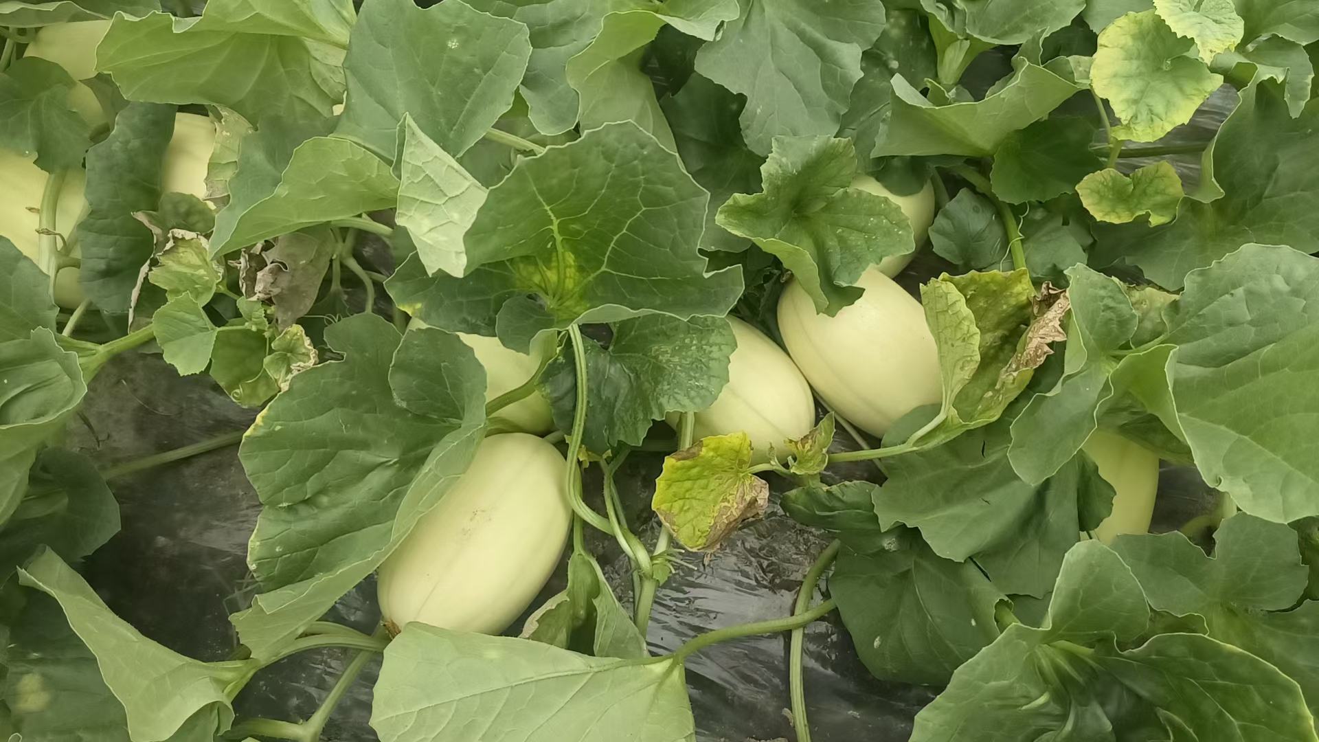 东方蜜甜瓜切开展示果肉