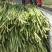 陕西省，渭南市，沙底白帽蒜苔上市中。