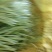 陕西省，渭南市，沙底白帽蒜苔上市中。