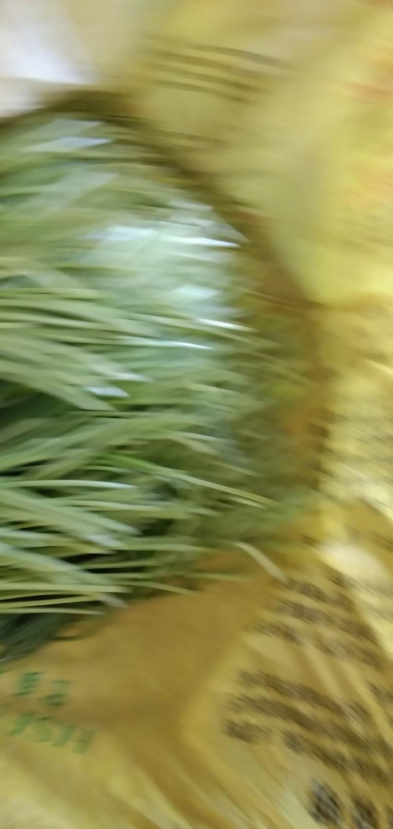 陕西省，渭南市，沙底白帽蒜苔上市中。