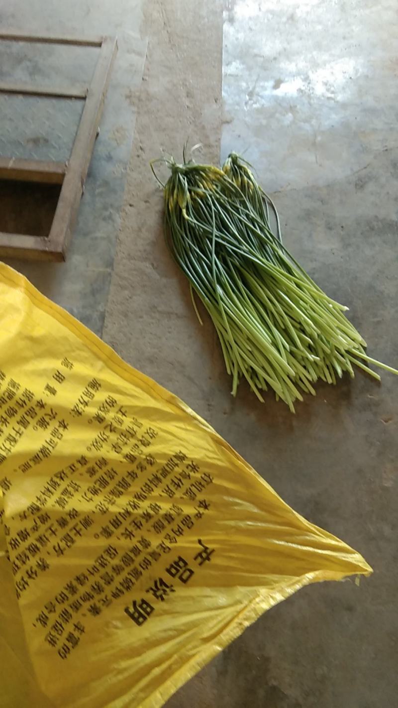 陕西省，渭南市，沙底白帽蒜苔上市中。