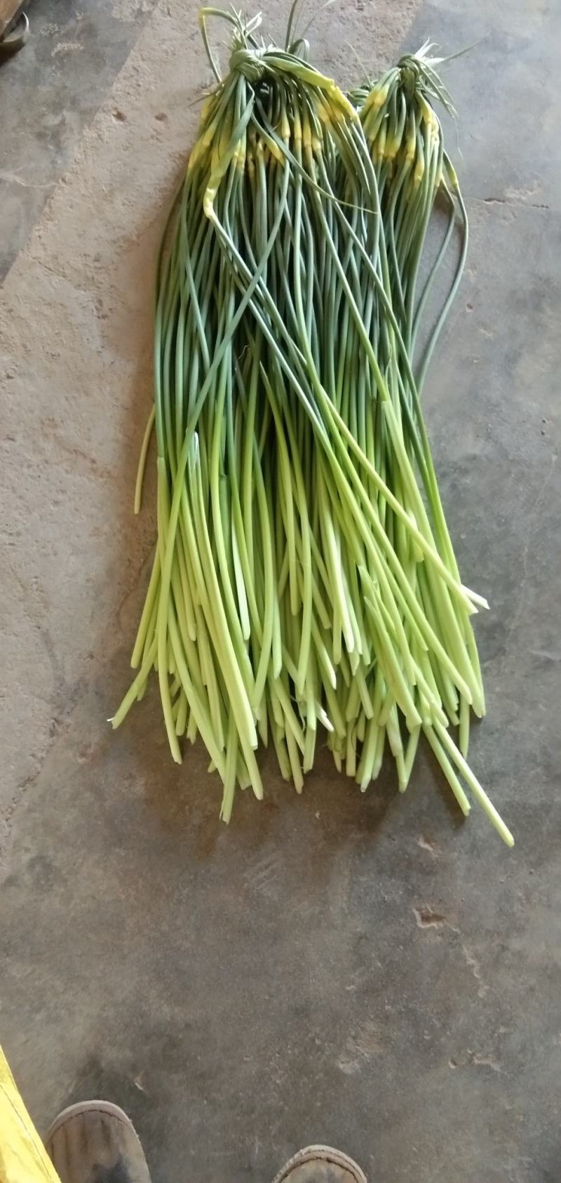 陕西省，渭南市，沙底白帽蒜苔上市中。