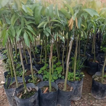桂味荔枝苗，正宗荔枝苗