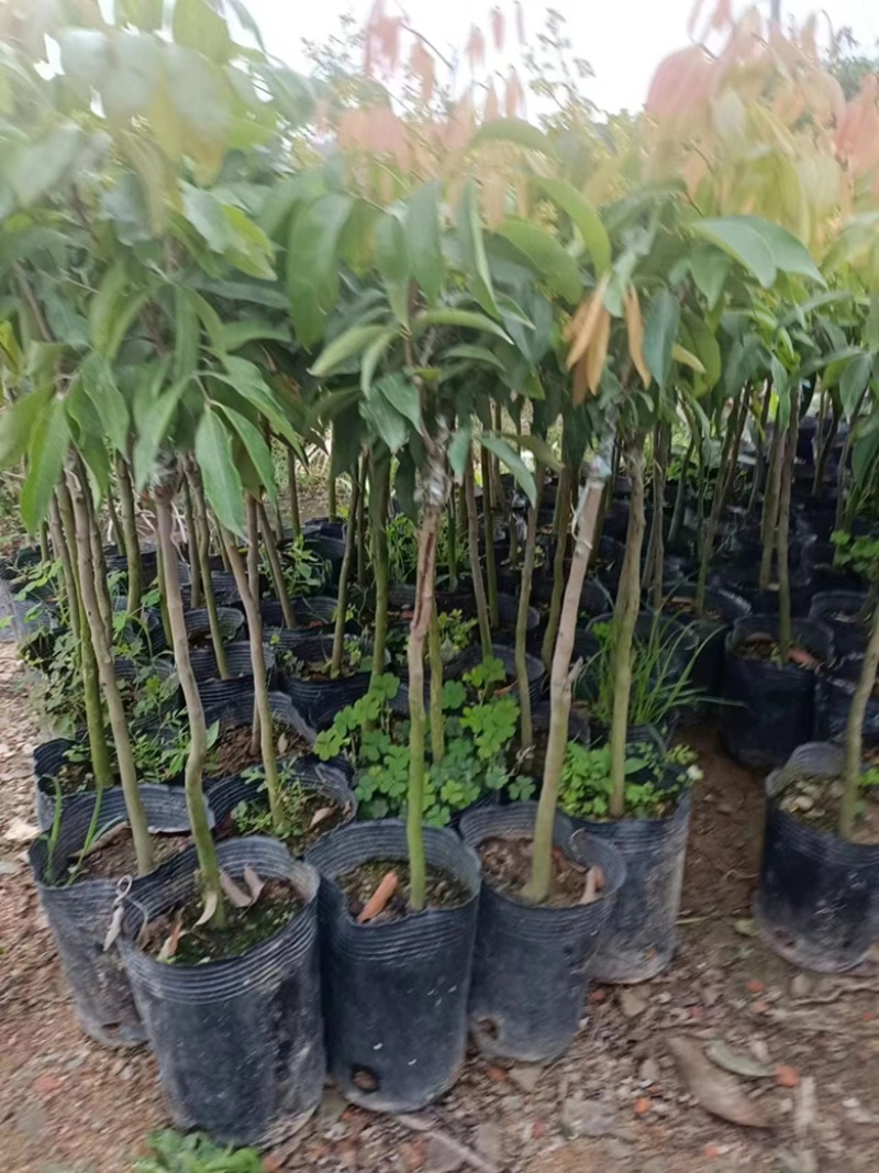 桂味荔枝苗，正宗荔枝苗