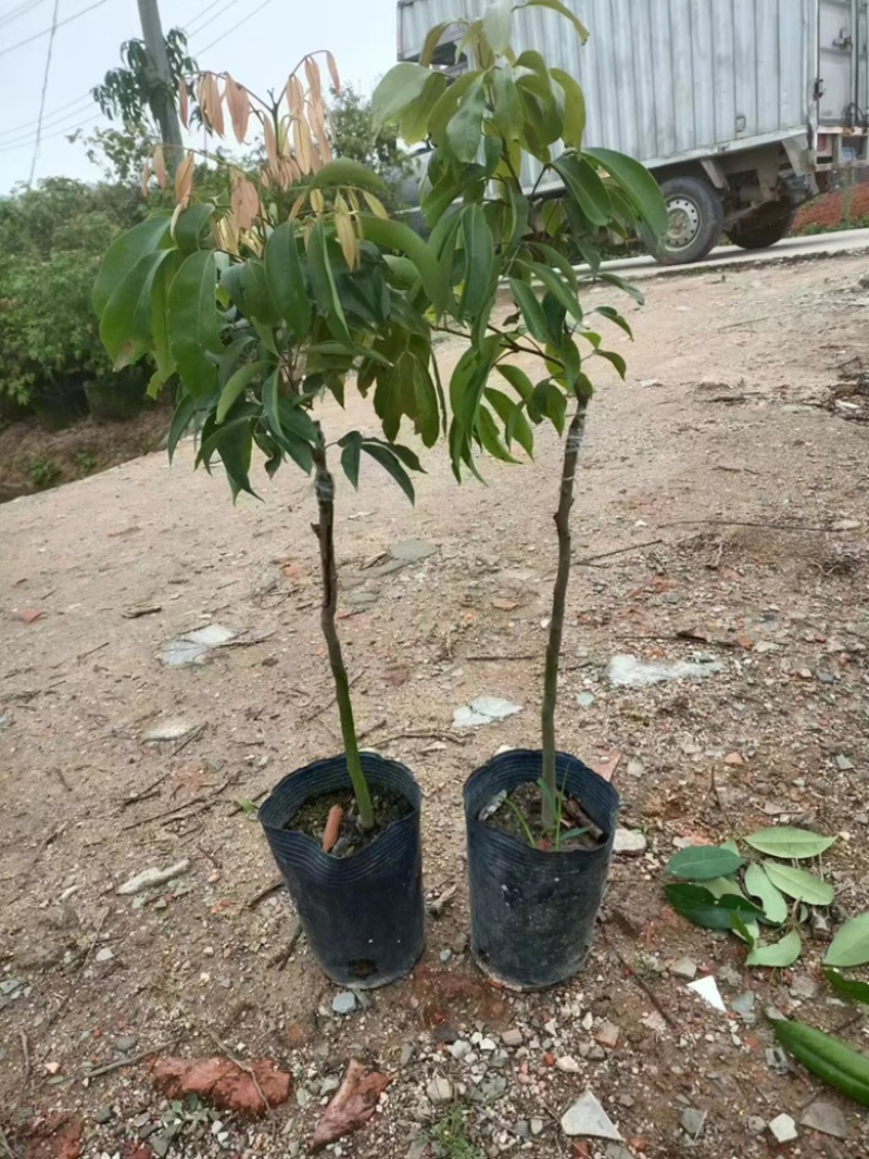 桂味荔枝苗，正宗荔枝苗