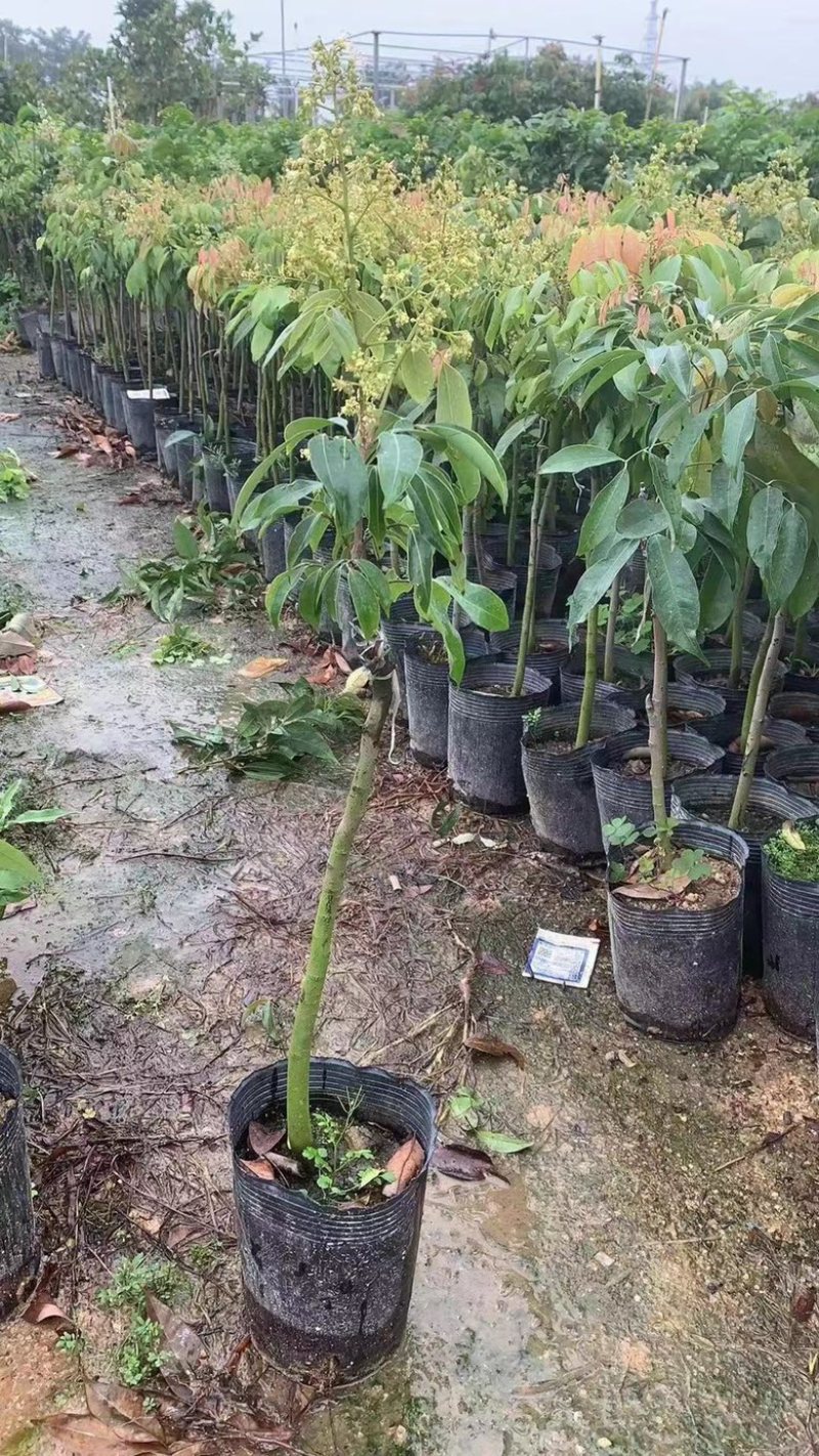 桂味荔枝苗，正宗荔枝苗