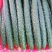 油亮密刺，产地直供，可电商，商超。
