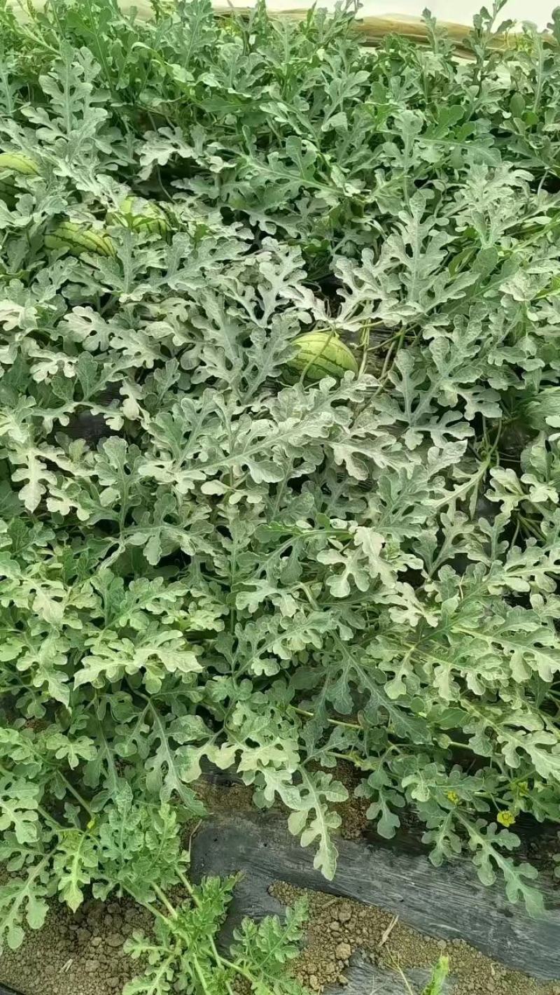 精品江苏特小凤西瓜保质保量欢迎老板接商超市场电商