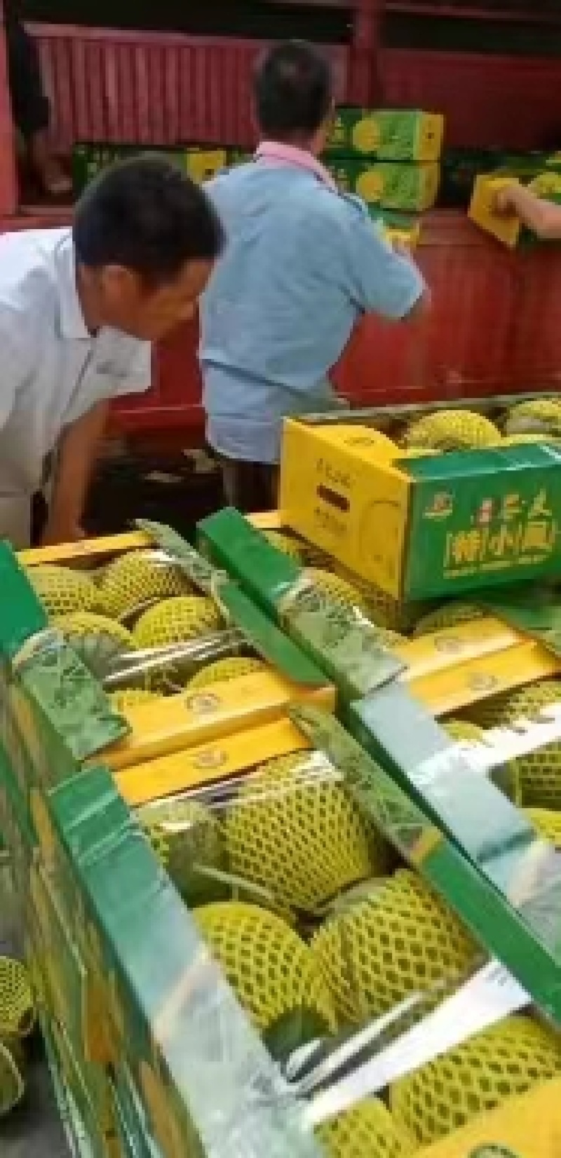 精品江苏特小凤西瓜保质保量欢迎老板接商超市场电商