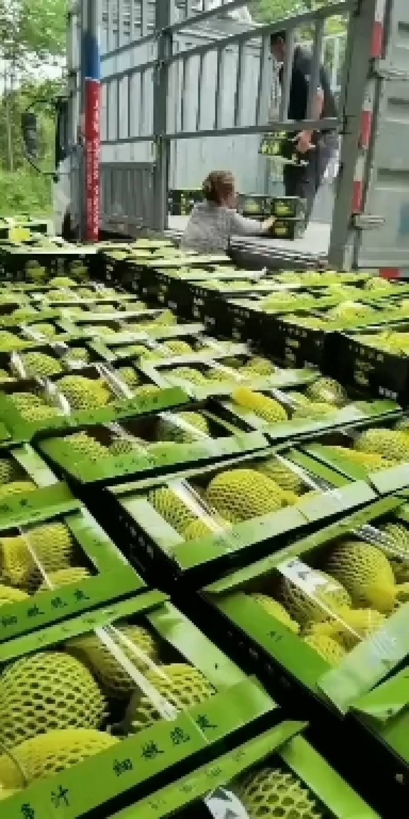 精品江苏特小凤西瓜保质保量欢迎老板接商超市场电商