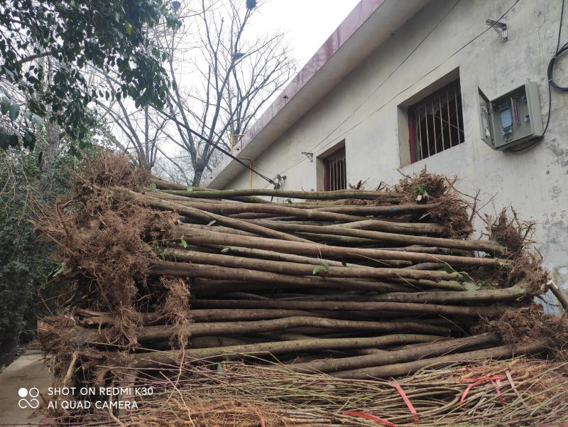 【大叶女贞】河南南阳苗木基地直供品质保证现挖现发