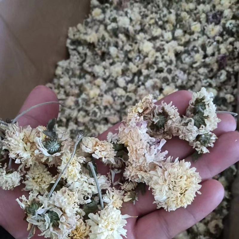 菊花菊花茶花蕾菊花茶花茶大全