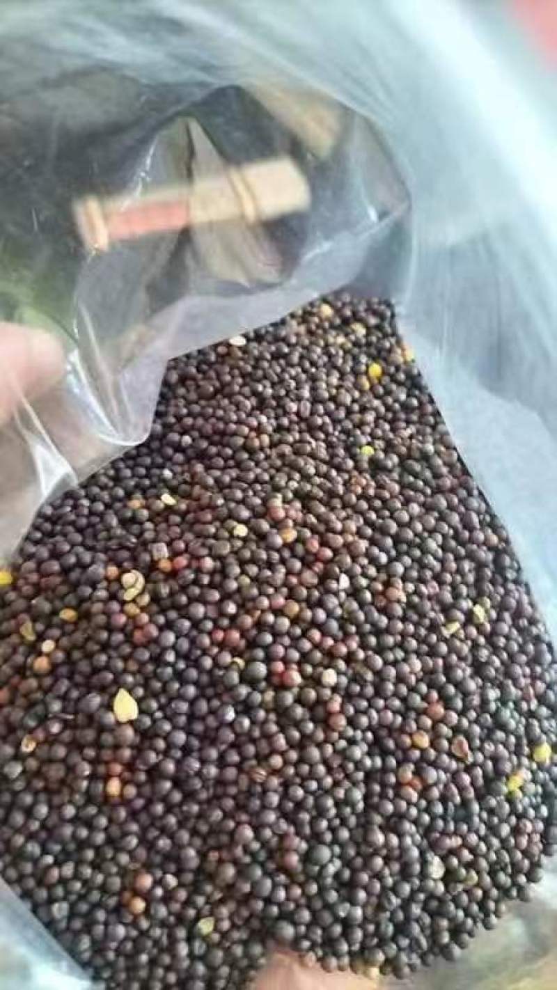 大量供应内蒙古呼伦贝尔油菜籽，俄罗斯油菜籽。一手货源