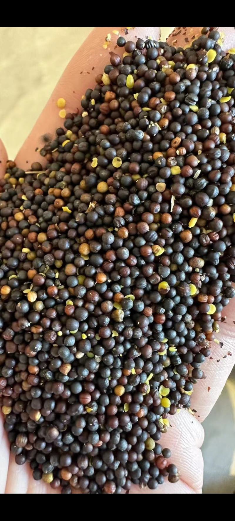 大量供应内蒙古呼伦贝尔油菜籽，俄罗斯油菜籽。一手货源