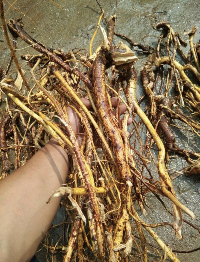 广西精品五指毛挑保质保量价格实惠欢迎联系可批发零售