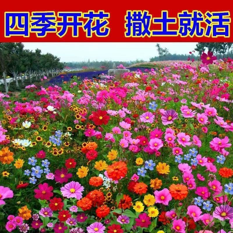 60种野花组合四季开花太阳花百日草满天星格桑花等混搭七彩