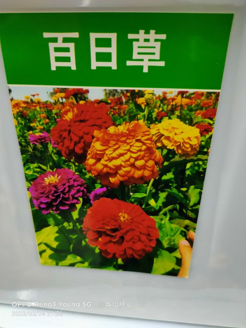 60种野花组合四季开花太阳花百日草满天星格桑花等混搭七彩