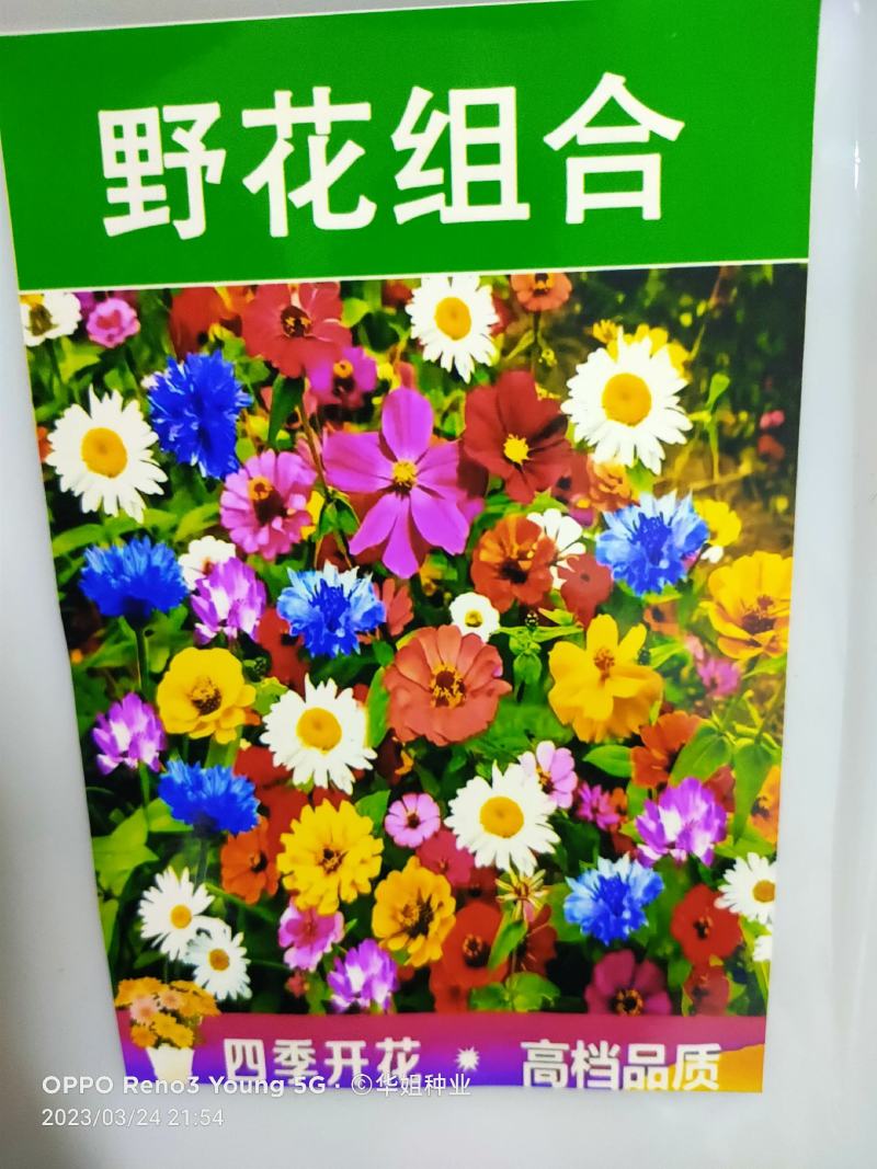 60种野花组合四季开花太阳花百日草满天星格桑花等混搭七彩