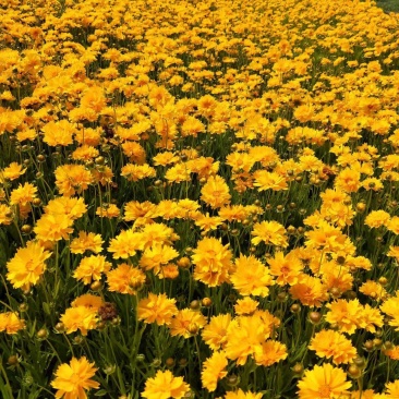金鸡菊