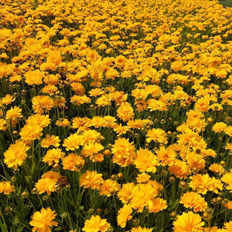 金鸡菊