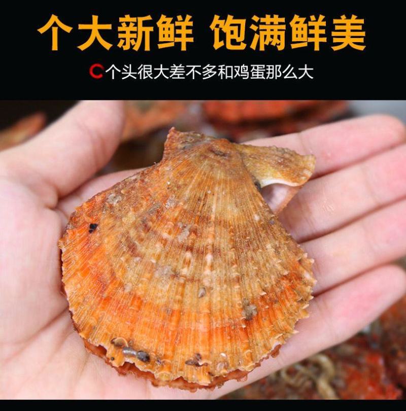 带壳扇贝海捕小红贝新鲜刺贝海鲜水产贝类批发