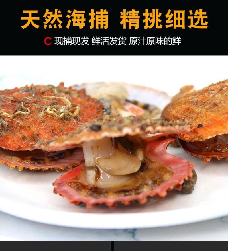 带壳扇贝海捕小红贝新鲜刺贝海鲜水产贝类批发